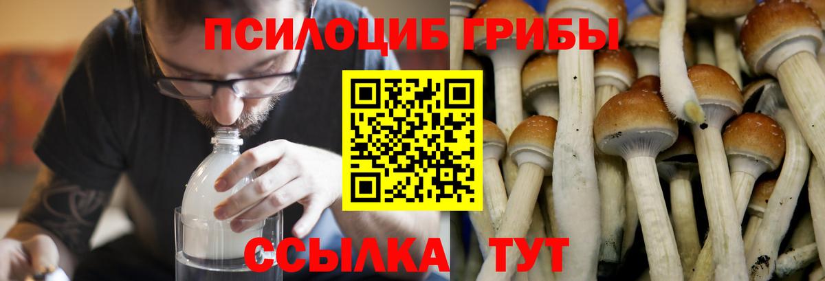 Галлюциногенные грибы Psilocybine cubensis Балтийск